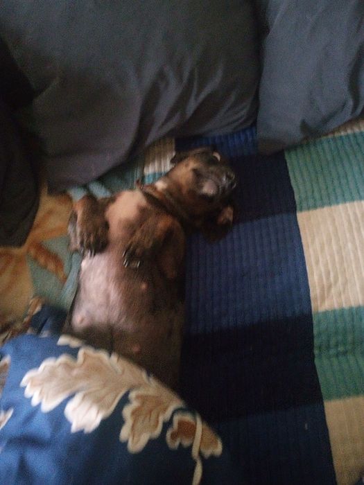 Ищем мальчика мини таксы для вязки