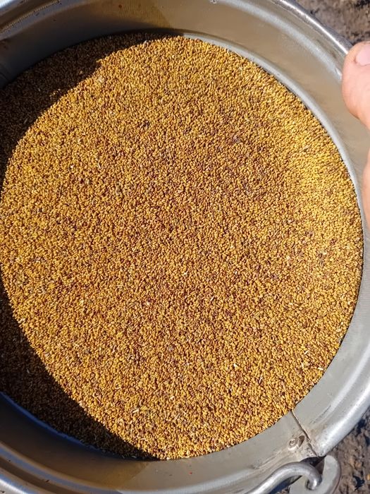 Sămânță de lucernă