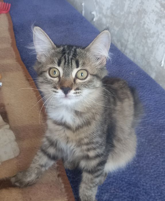 Отдам  котенка  девочка