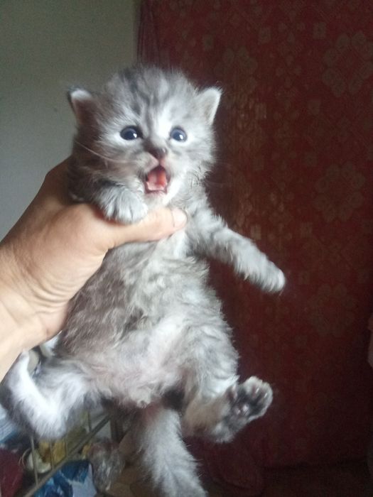Котята Скотиш Фолд