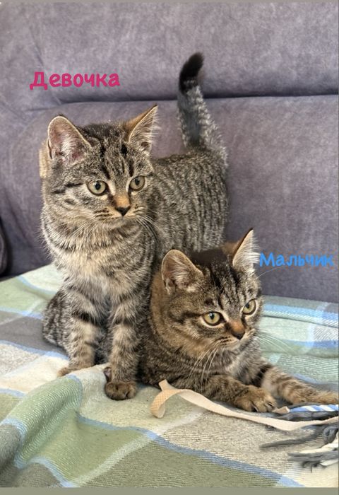 Отдам котят в добрые руки