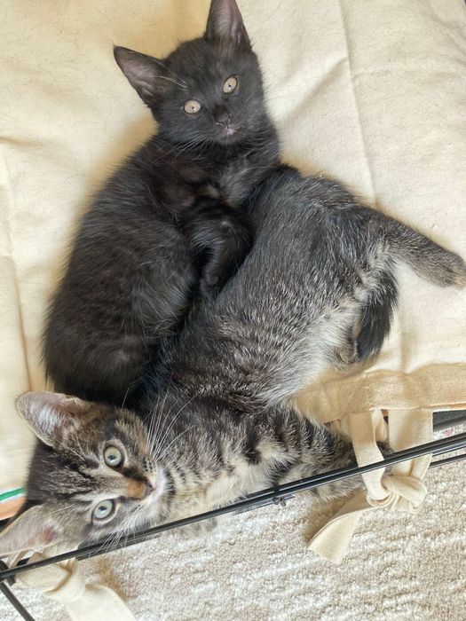Котята  очень  милые