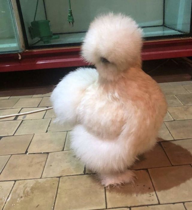 Тухум жужаларга заказ оламиз манзил шахрихон