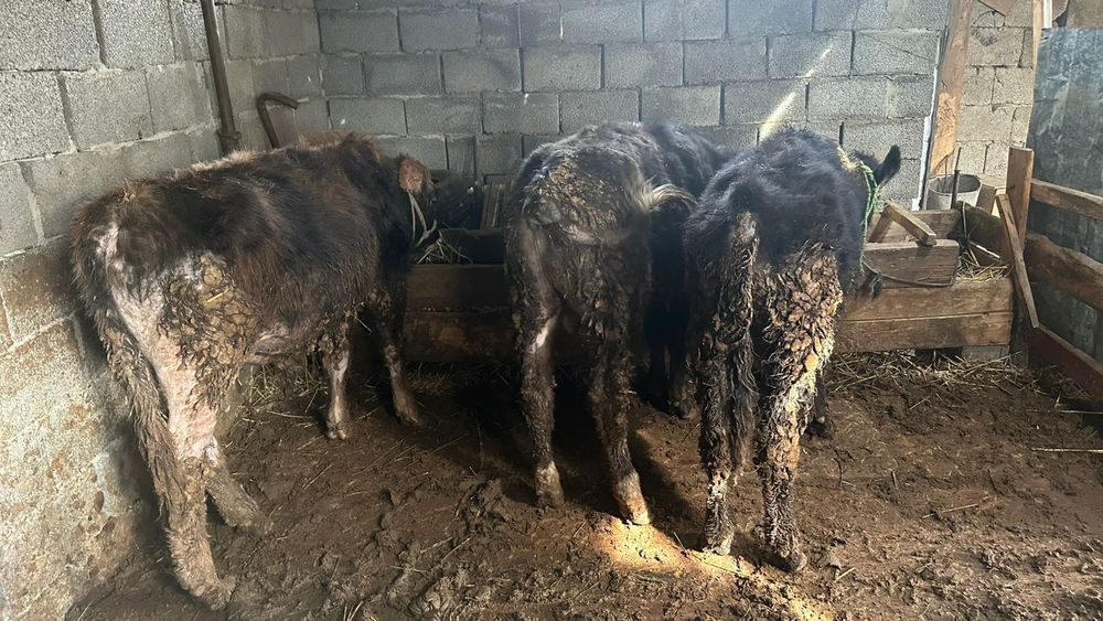 Бұқалар и тана сатылады