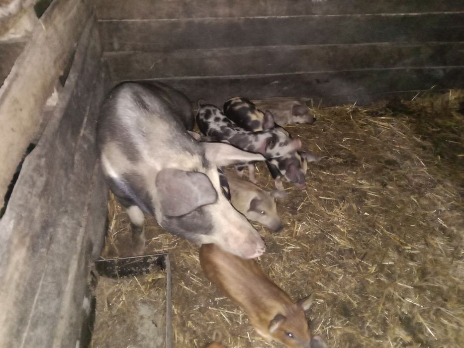 Продам поросят срочно