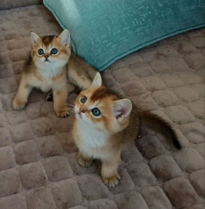 Шиншилла золотая малыши шотландской породы