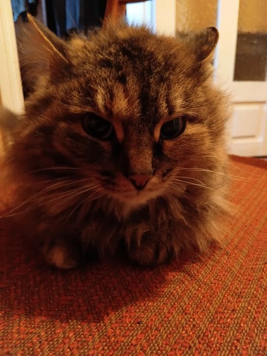 Отдам кошечку, в добрые руки