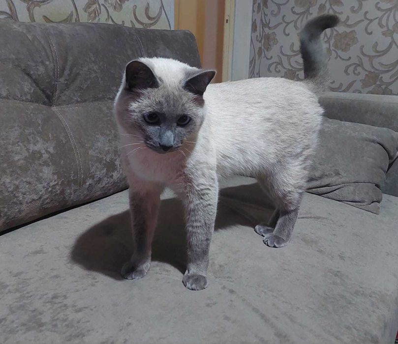 Срочно котик ищет дом