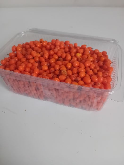 Cătină de cultură