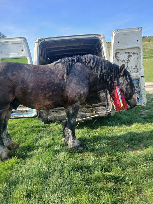 Vand sau schimb armasar