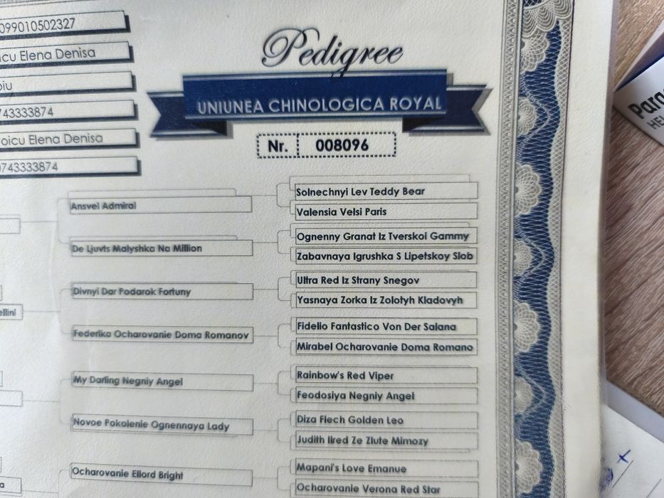 Fetiță pudel cu pedigree caută altă casă