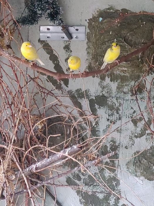 Canari de vânzare