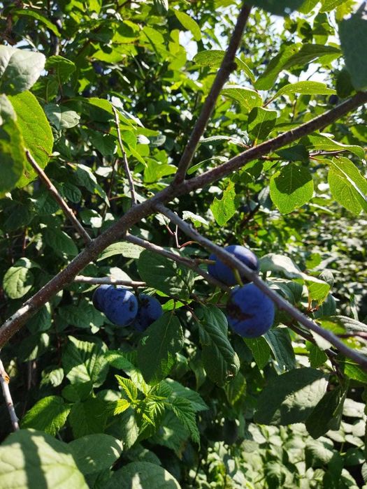 Продам дачу (район Кривоозёрки)