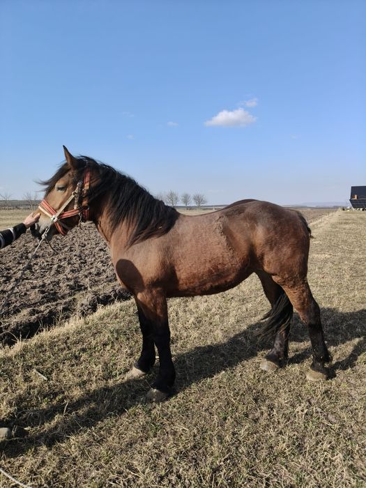 Vând iapă de 2 ani