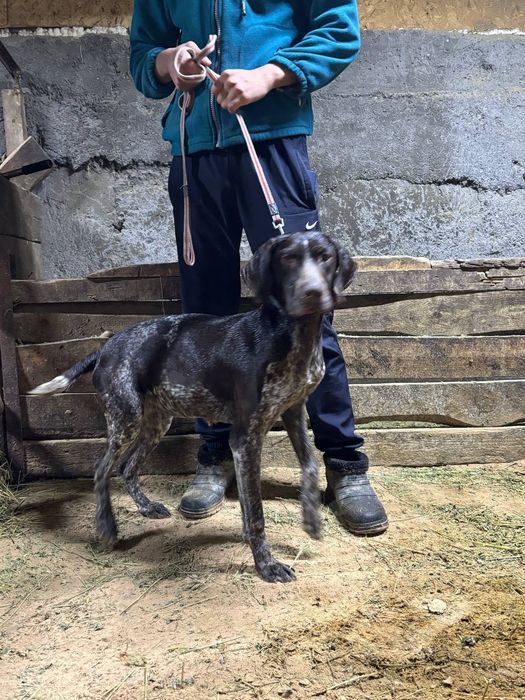 Куртцхаар Девочка