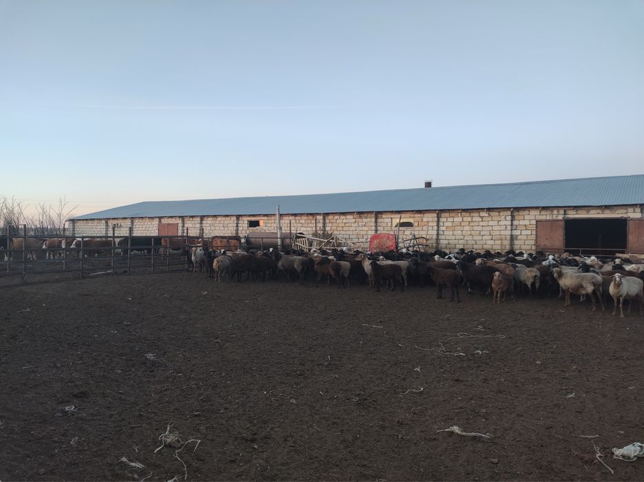 Продается крестьянское хозяйство (КХ)