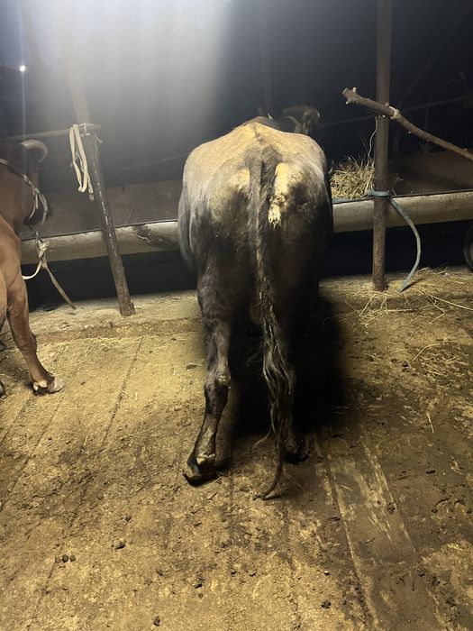 Стеленная корова