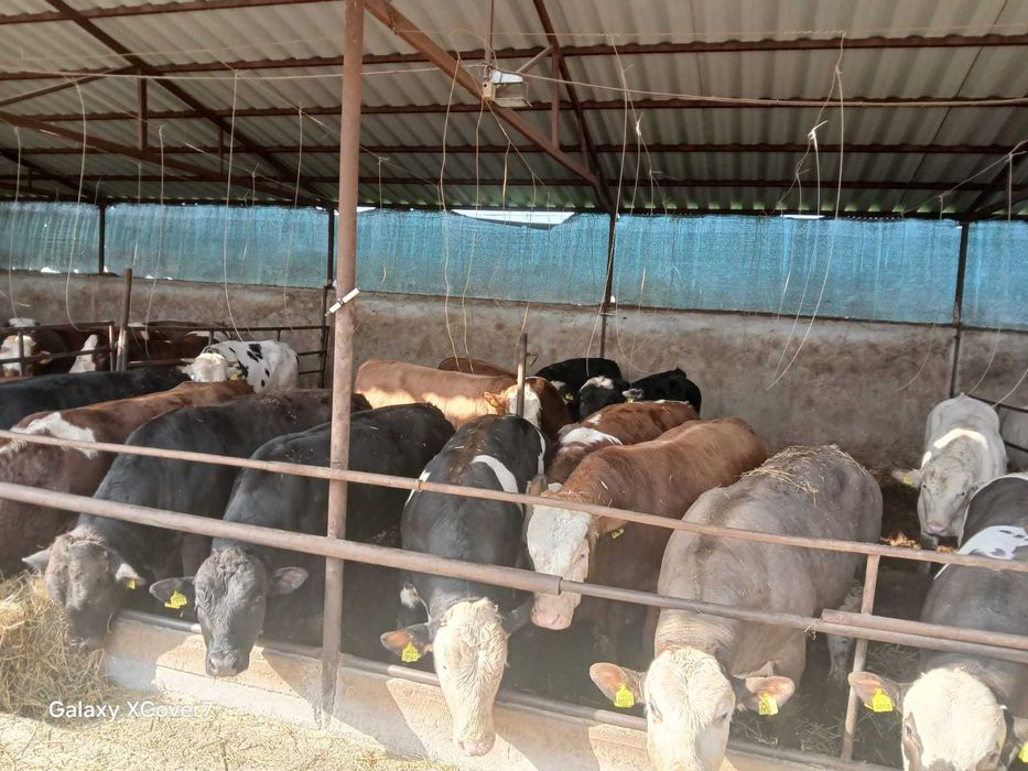 Vand 40 de taurasi, 20 lei + ANAF