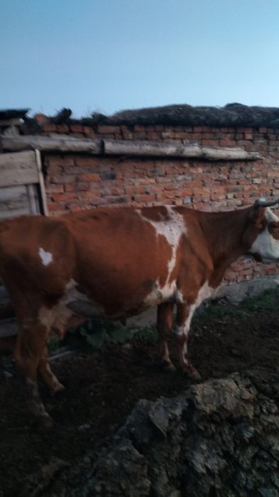 Продаётся молодая корова