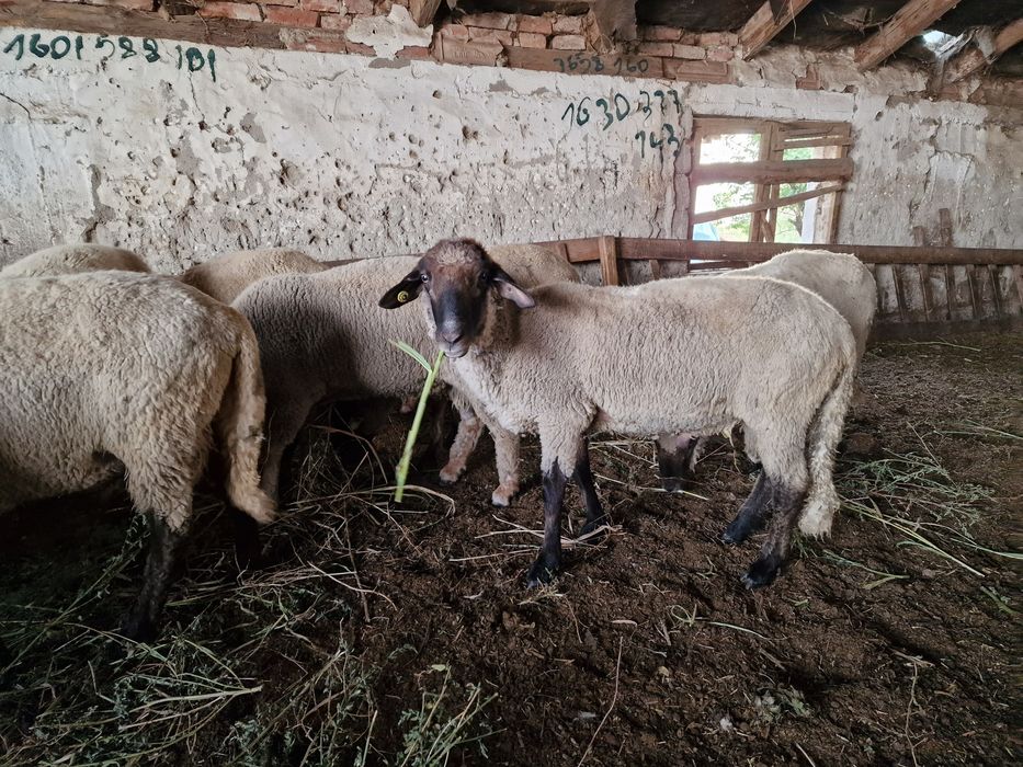 Vând 9 berbeci rasa țigaie