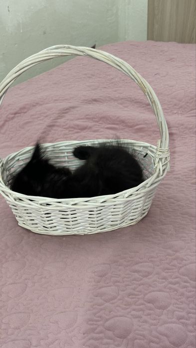 Котенок 2 месяца  отдам даром !