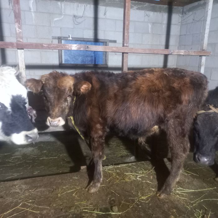 Бузаулы сиыр сатылады!!!