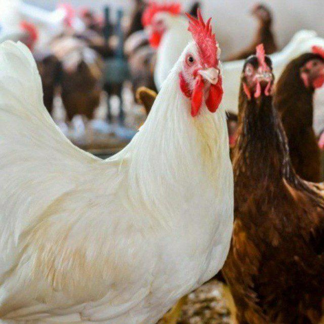 6000 дана Сенди молодняк товуклар 175 кунлик 88-90 фоиз тухуми