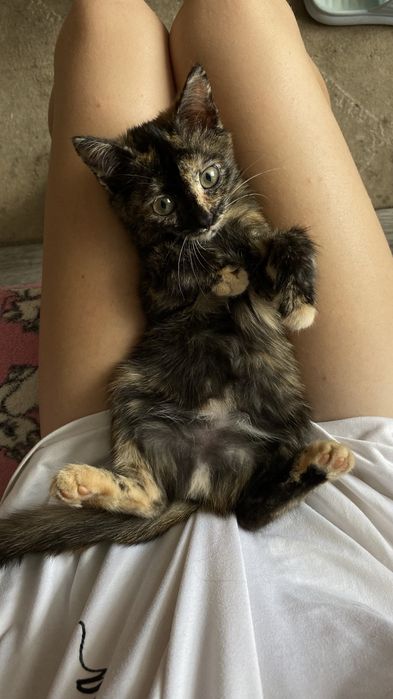 Отдам котенка в добрые руки