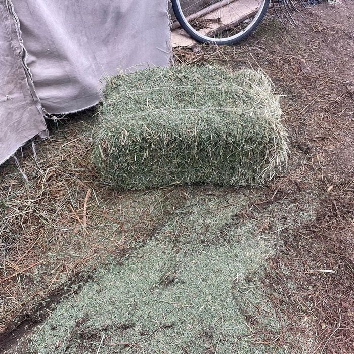 Жонышка прес туркестан