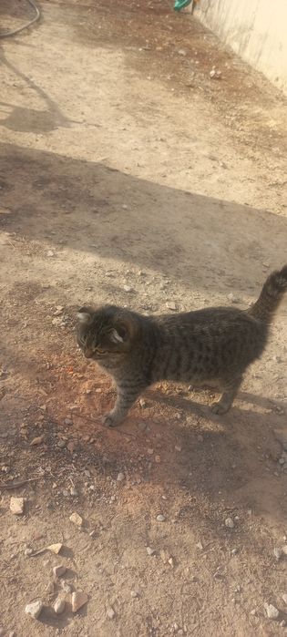 Продам котёнка вислоуха