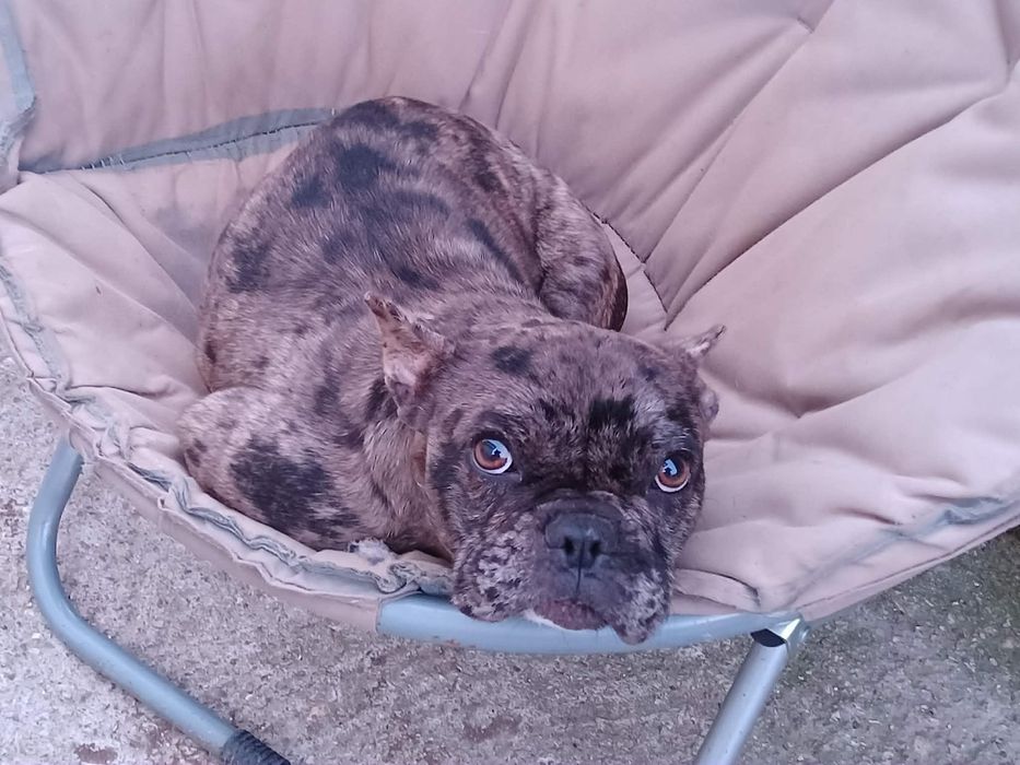 Френски булдог - мерле