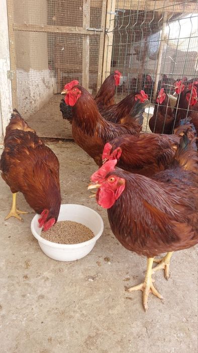 Кизил ëш ху́розлар сотилади...