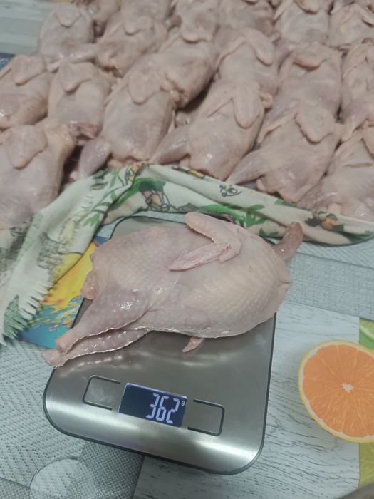 Мясо перепелов продам