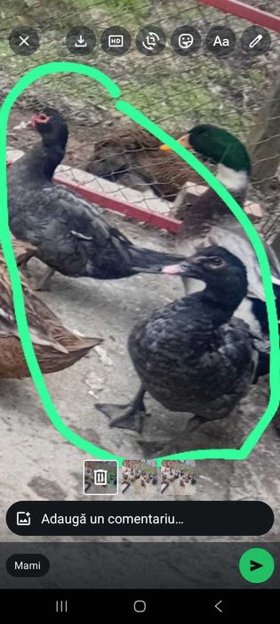 Rate leșești albastre de vanzare