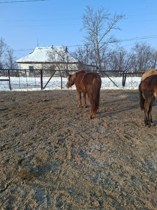 Бие сатылады    т.