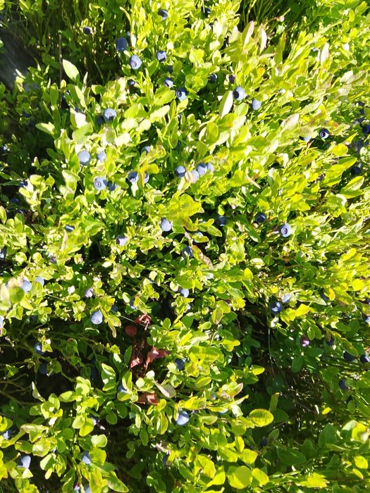 Vând afine de pădure culese zilnic