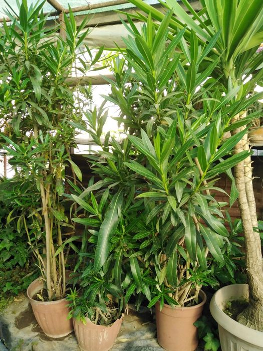 Продаётся Олеандр розовый