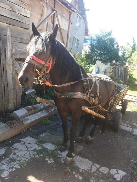 iapa de vanzare