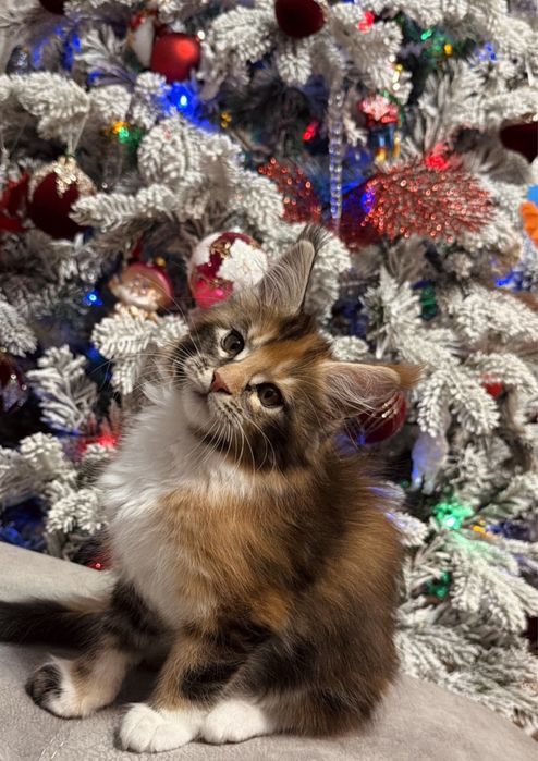 Котята породы мейн-кун