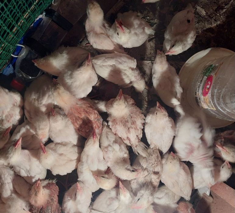 Цыплята домашние несушки