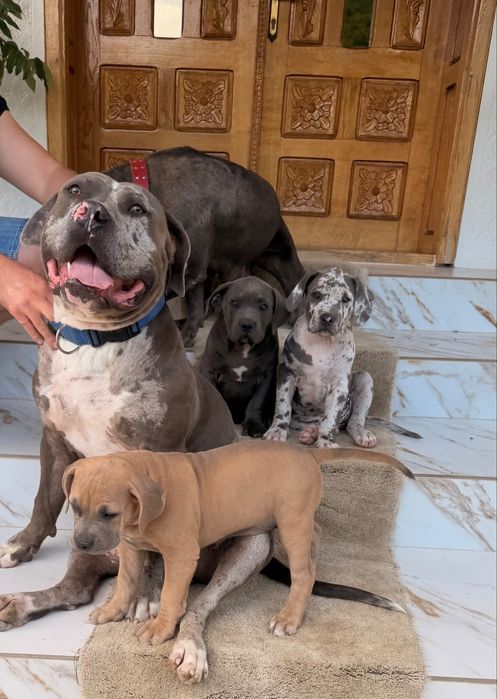 American bully  xl
