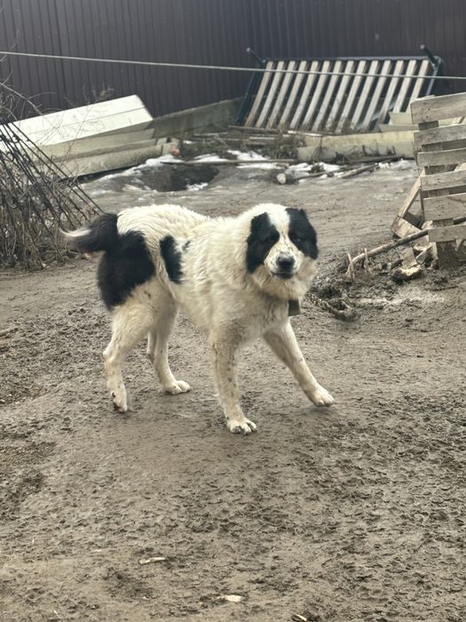 Алабай в хорошие руки