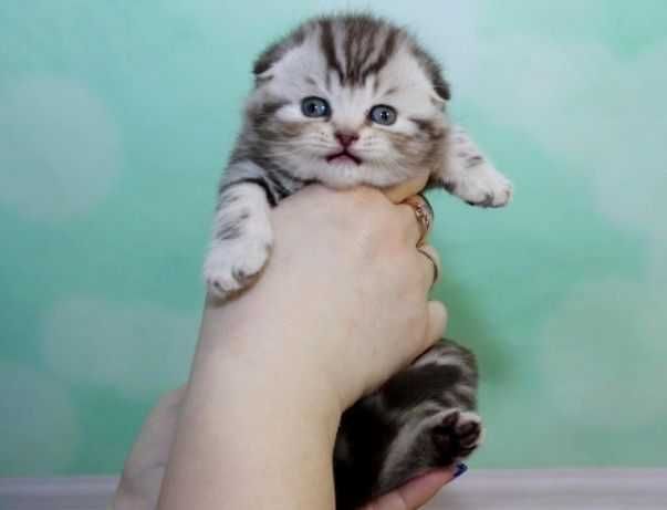шотландские вислоухие котята