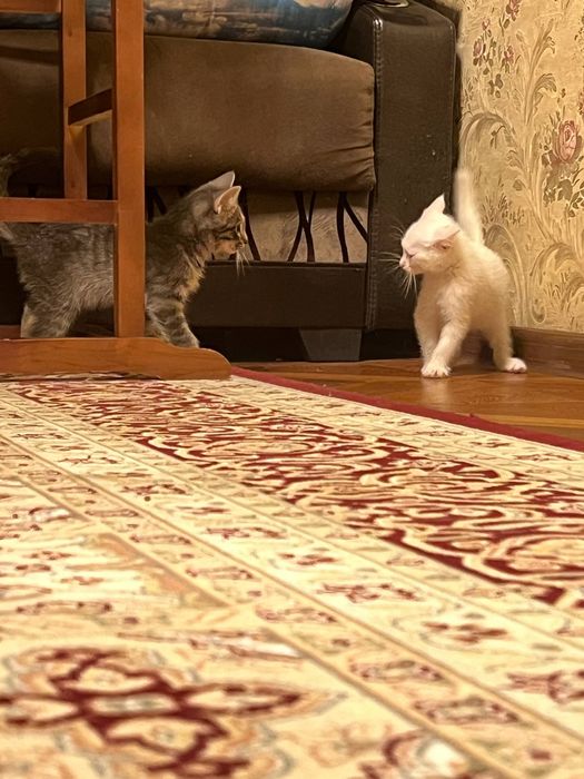 Hadiyaga mushuk Angora va strayt