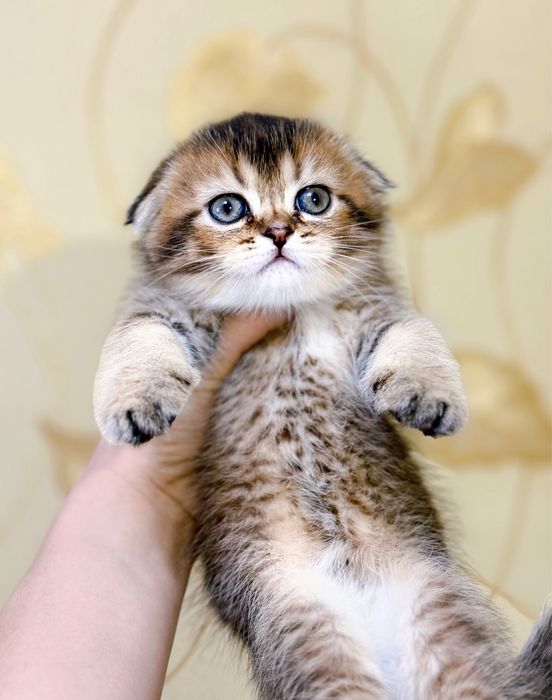 Скоттиш фолд золотая шиншилла