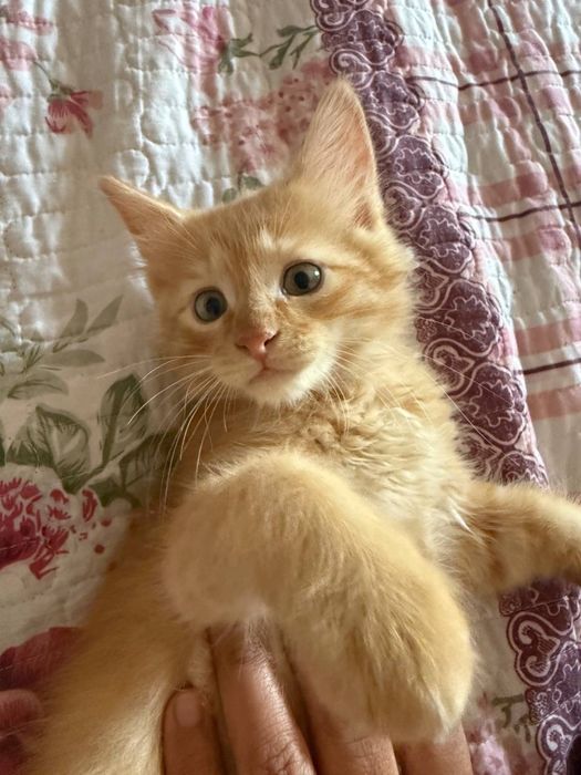 Продам котят в хорошый руки