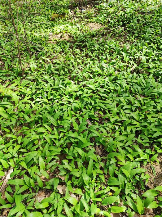 Левруда,Див чесън,пресен