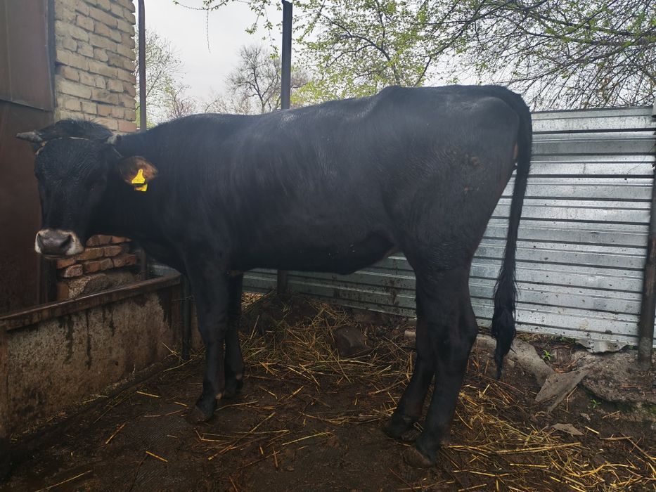 Срочно продам две коров