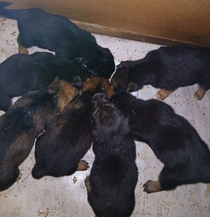 Ласковые щенята (1 месяц)