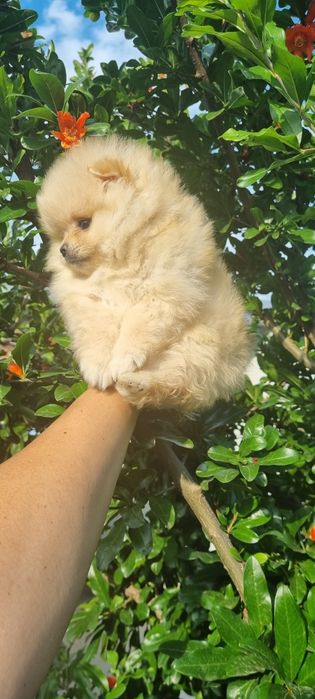 Померан померанчета